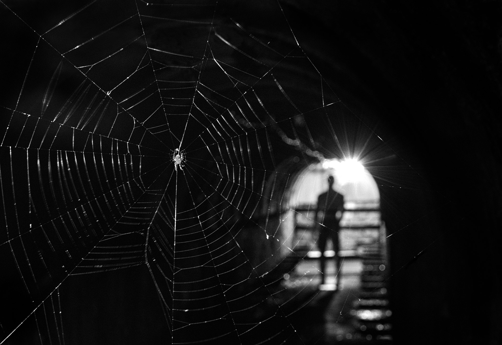 Nikon D800 + Sigma 24-105mm F4 DG OS HSM Art sample photo. Spiderman photography