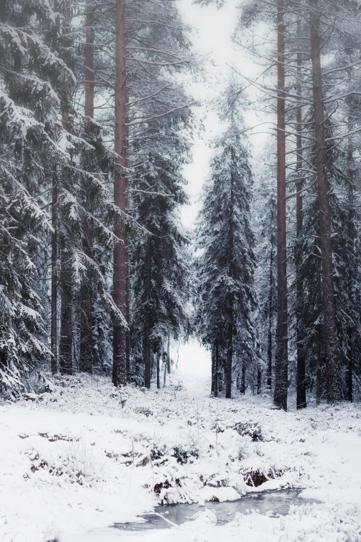 Sigma 50mm F1.4 EX DG HSM sample photo. Winterwonderland photography