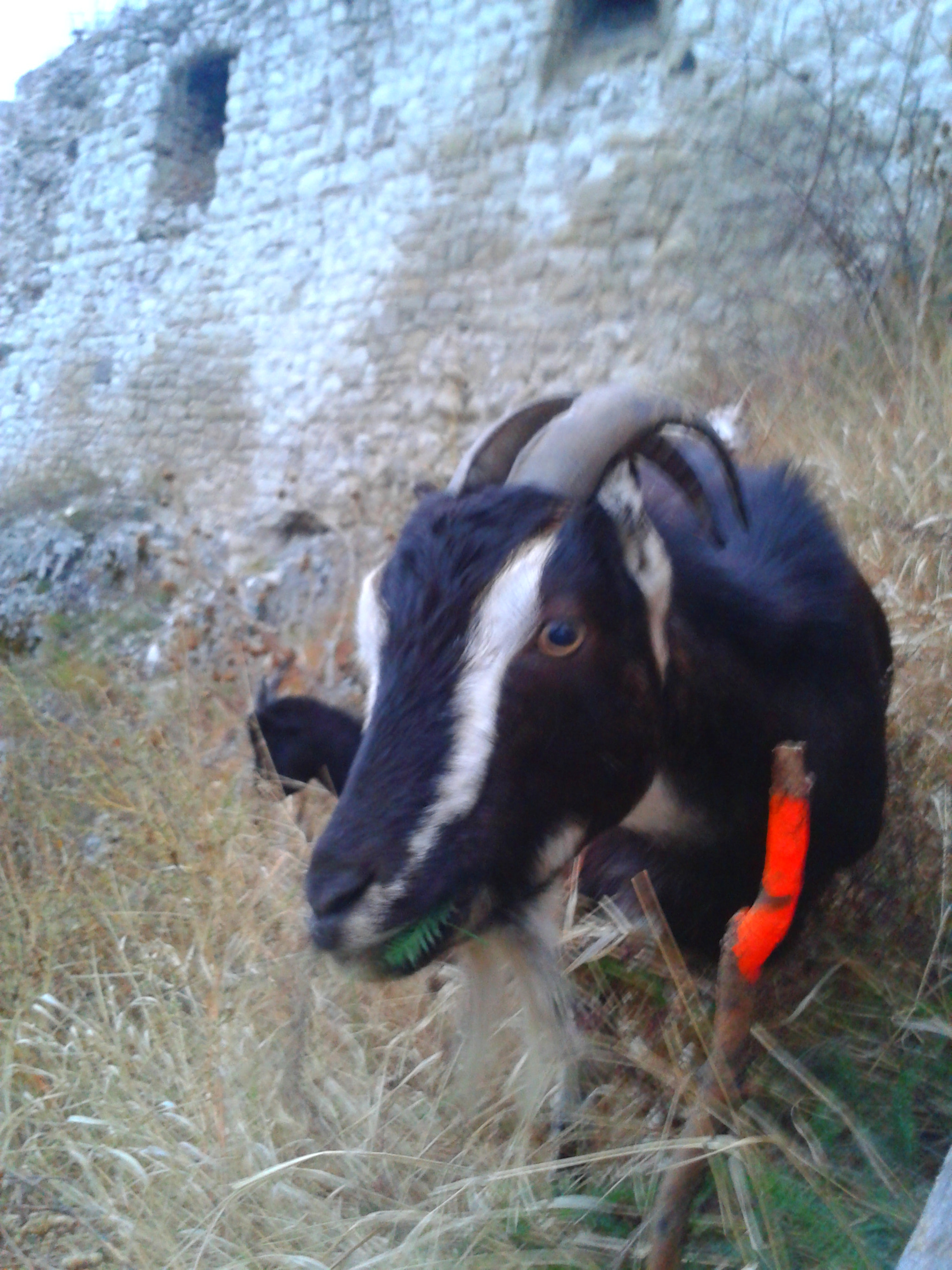 Samsung Galaxy Ace sample photo. Goat  photography