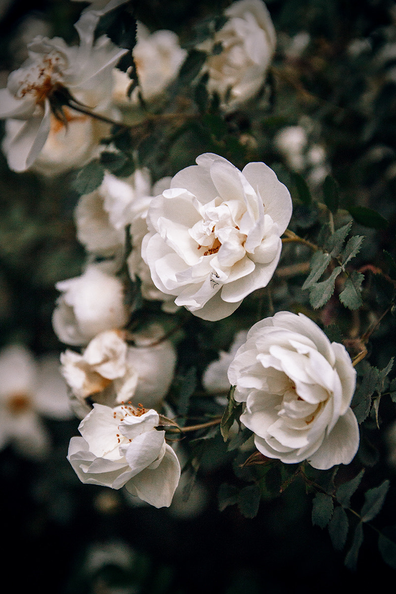 Canon EF-S 17-55mm F2.8 IS USM sample photo. Wild rose photography
