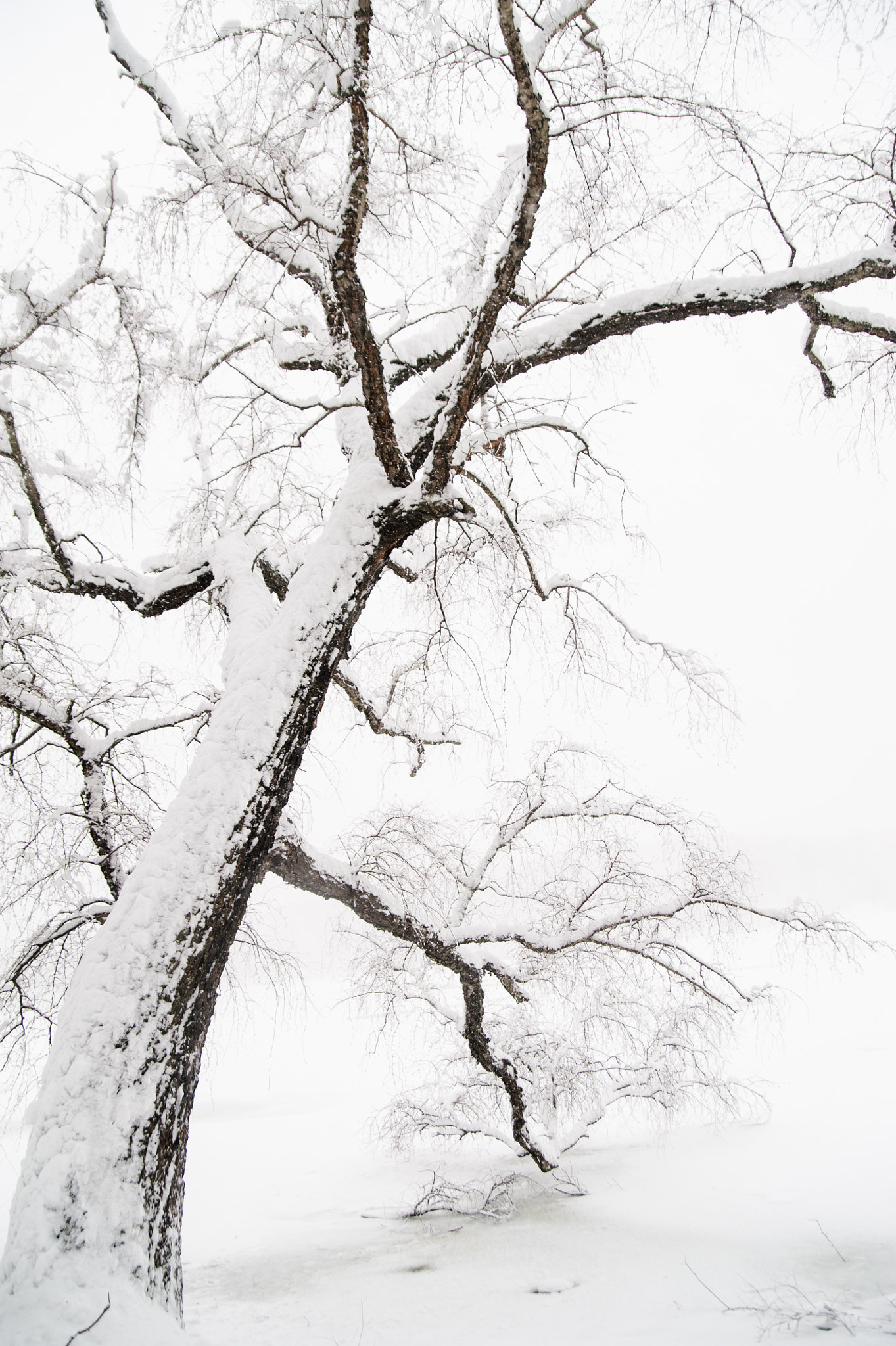 Nikon D700 sample photo. Winter tree photography