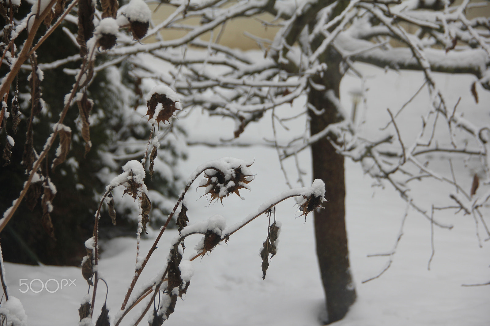 Canon EOS 550D (EOS Rebel T2i / EOS Kiss X4) sample photo. Backyard garden snow-sunflower photography