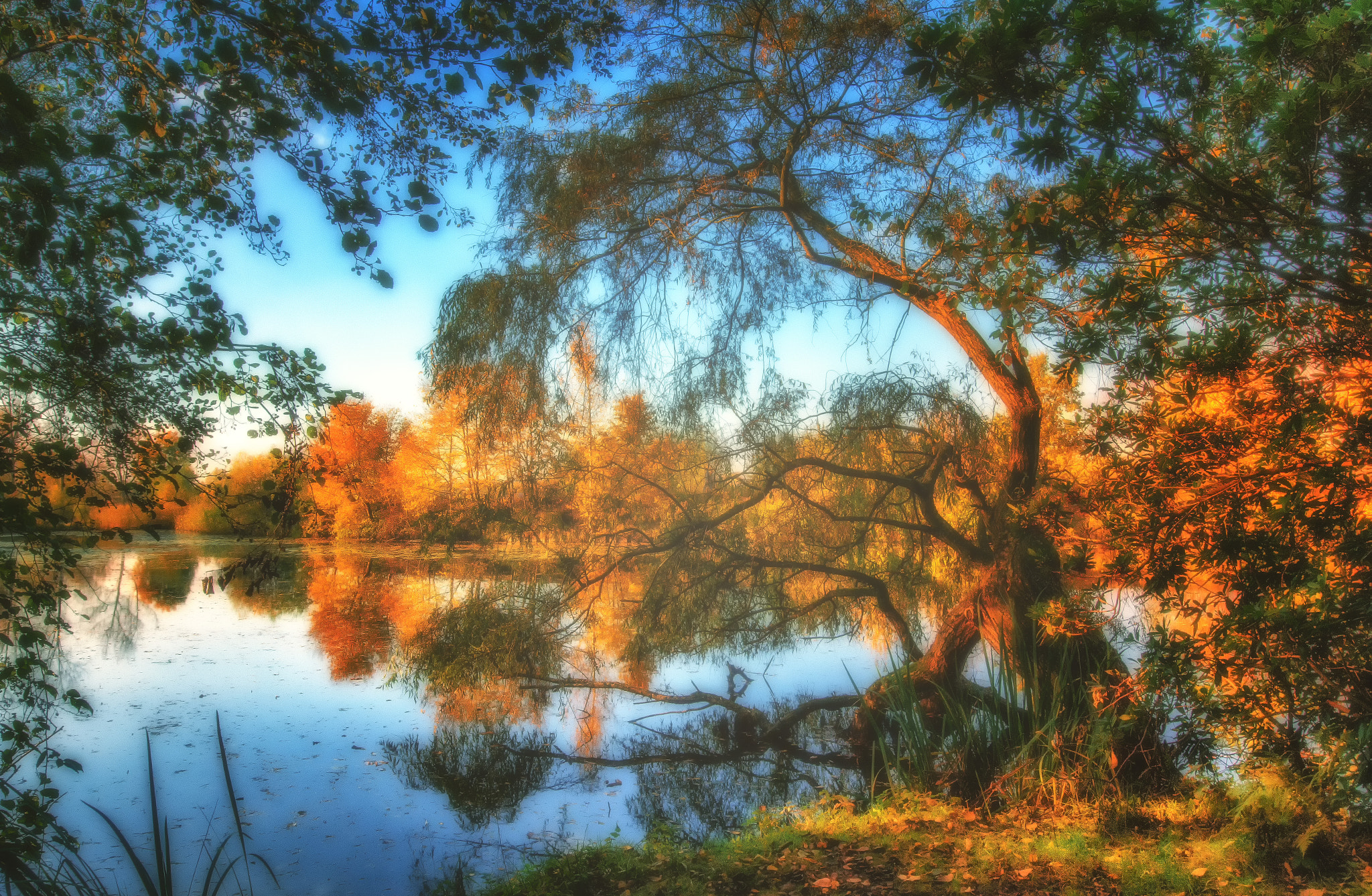 Canon EF 16-35mm F4L IS USM sample photo. Magic tree photography