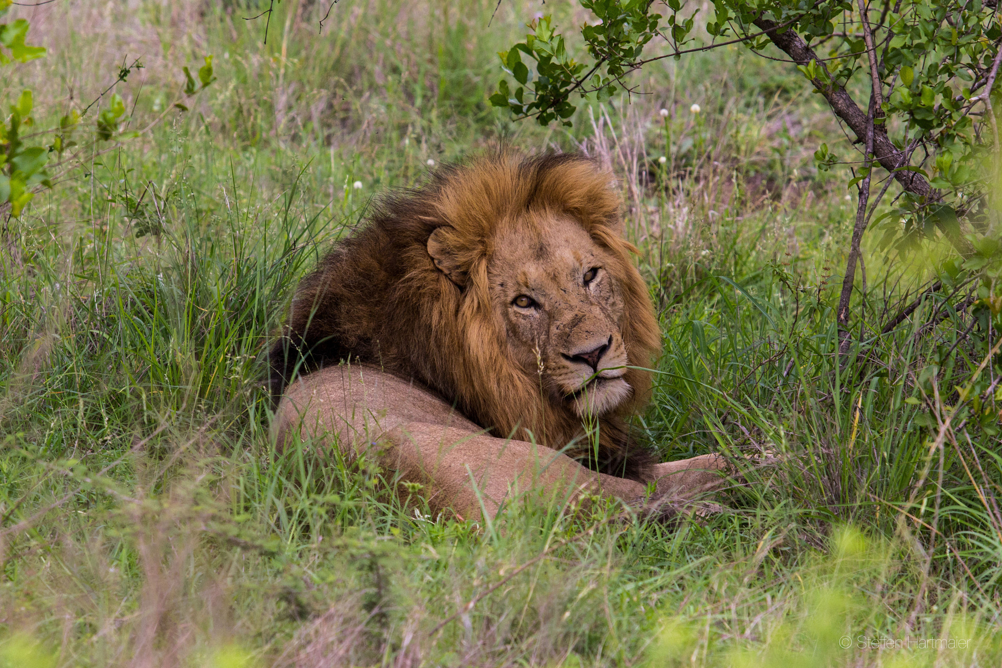 Canon EF 70-200mm F2.8L USM sample photo. Krueger loewe photography