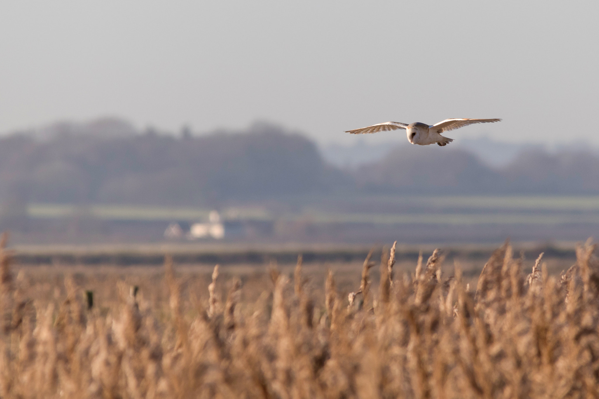 Sigma 150-500mm F5-6.3 DG OS HSM sample photo. Swoop photography