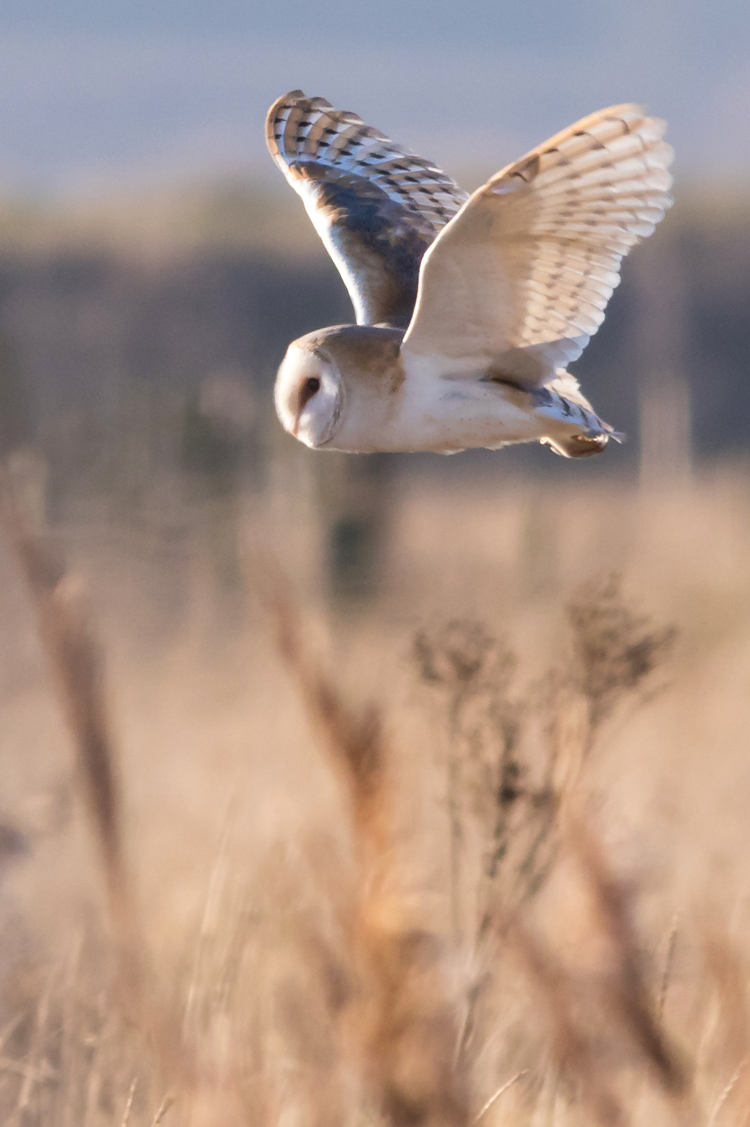Sigma 150-500mm F5-6.3 DG OS HSM sample photo. Grace photography