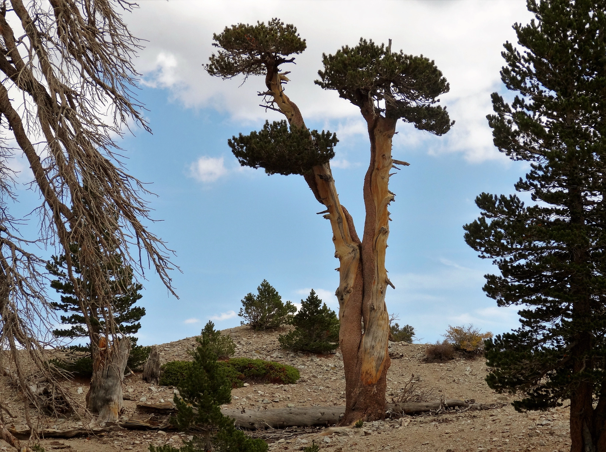 Sony Cyber-shot DSC-HX30V sample photo. Hiking mt san antonio "baldy" photography