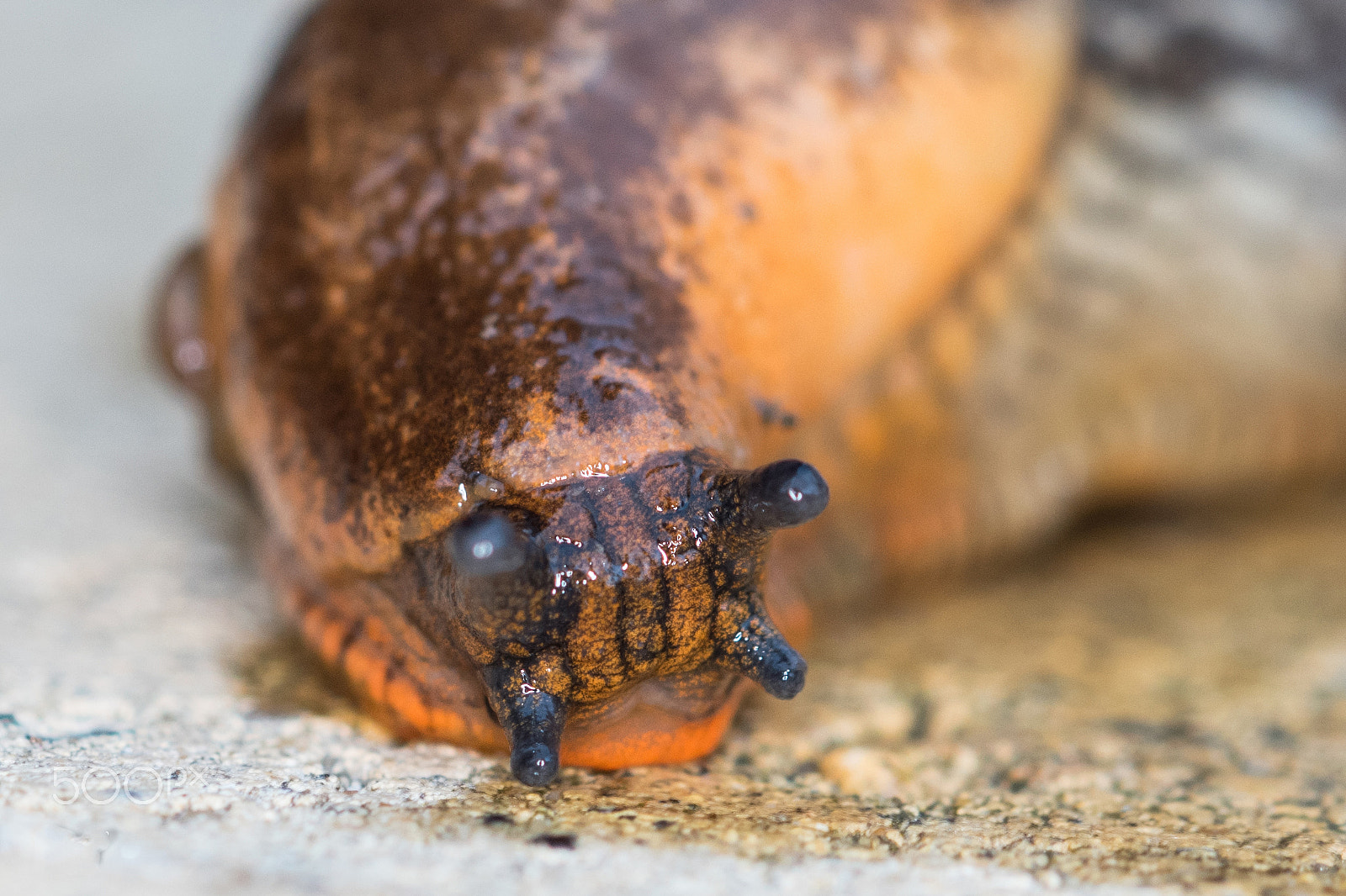 Sigma 105mm F2.8 EX DG OS HSM sample photo. Snail macro photography