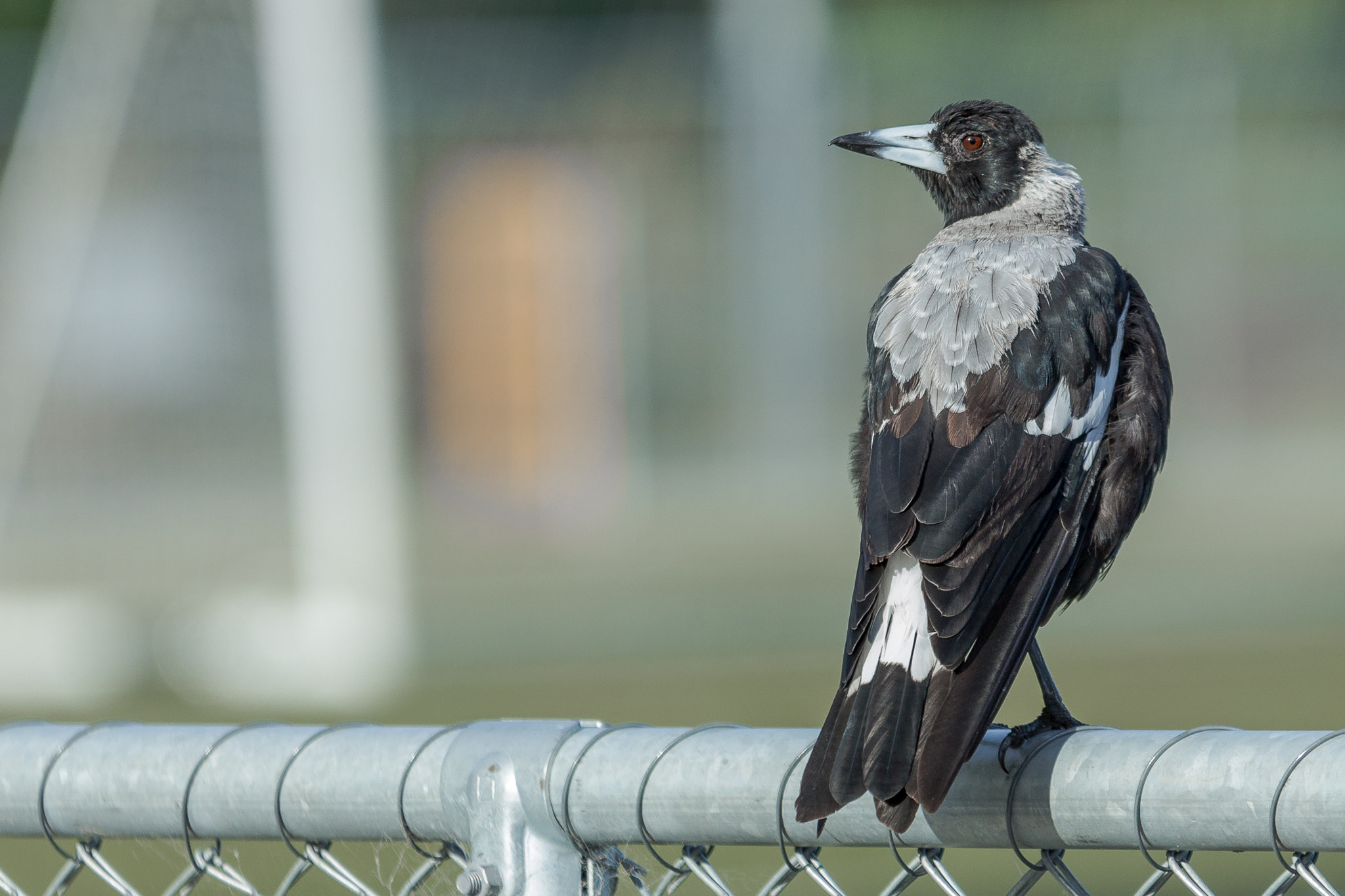 Canon EOS 60D + Sigma 70-200mm F2.8 EX DG OS HSM sample photo. Magpie photography