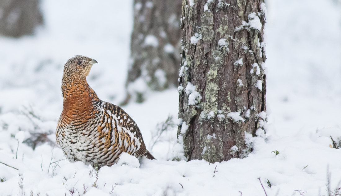 Canon EOS-1D Mark IV sample photo. Capercaillie photography