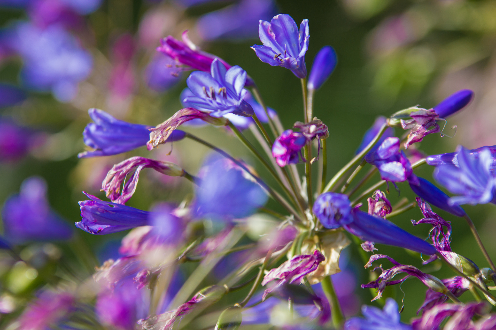 Sigma 70-200mm F2.8 EX DG OS HSM sample photo. Flowers photography