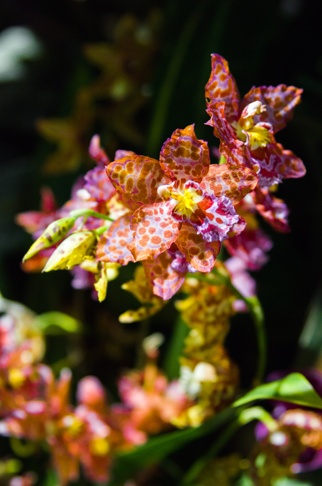 Nikon AF-S Nikkor 24-120mm F4G ED VR sample photo. Odontoglossum photography