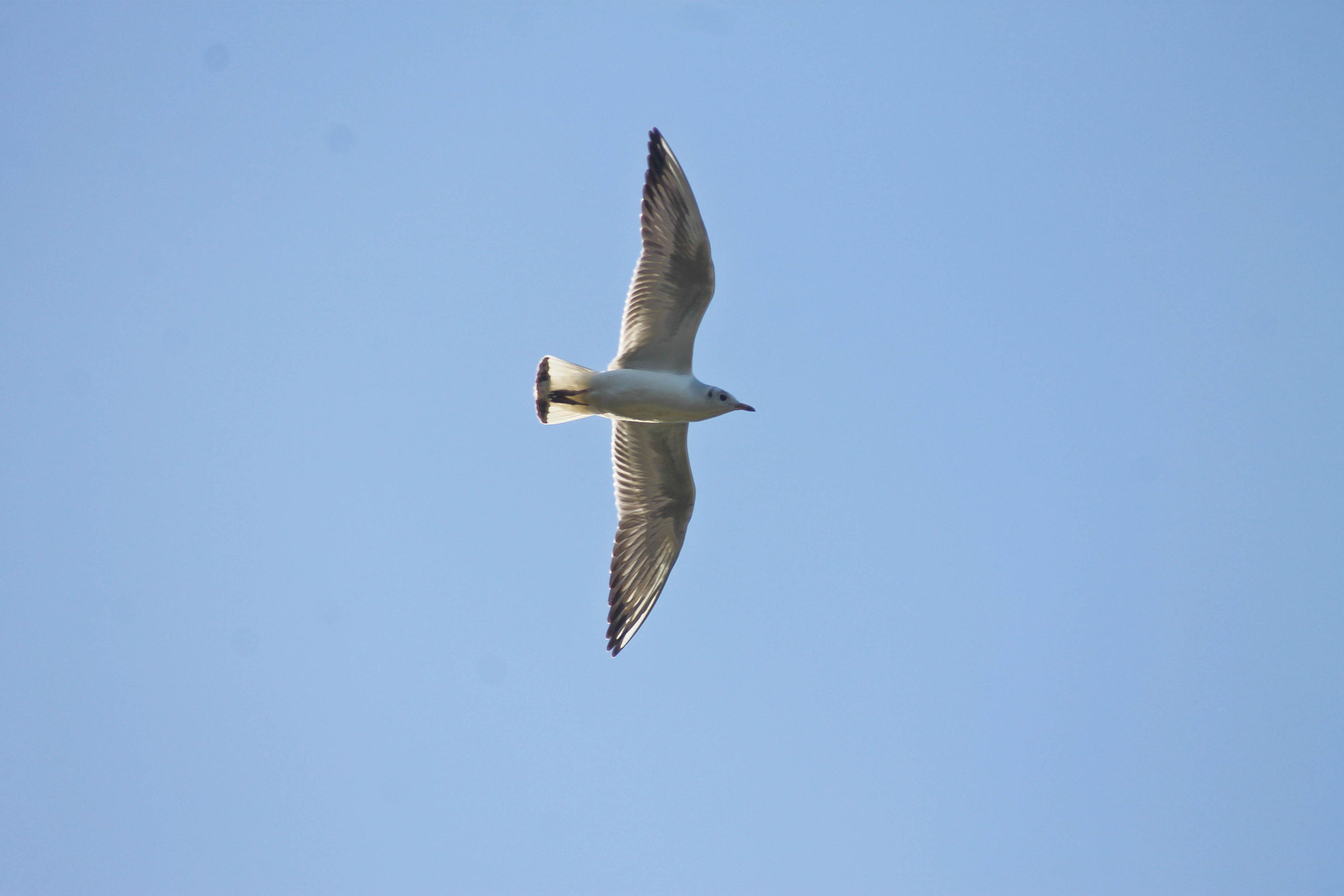 EF80-200mm f/4.5-5.6 sample photo. Mouette photography