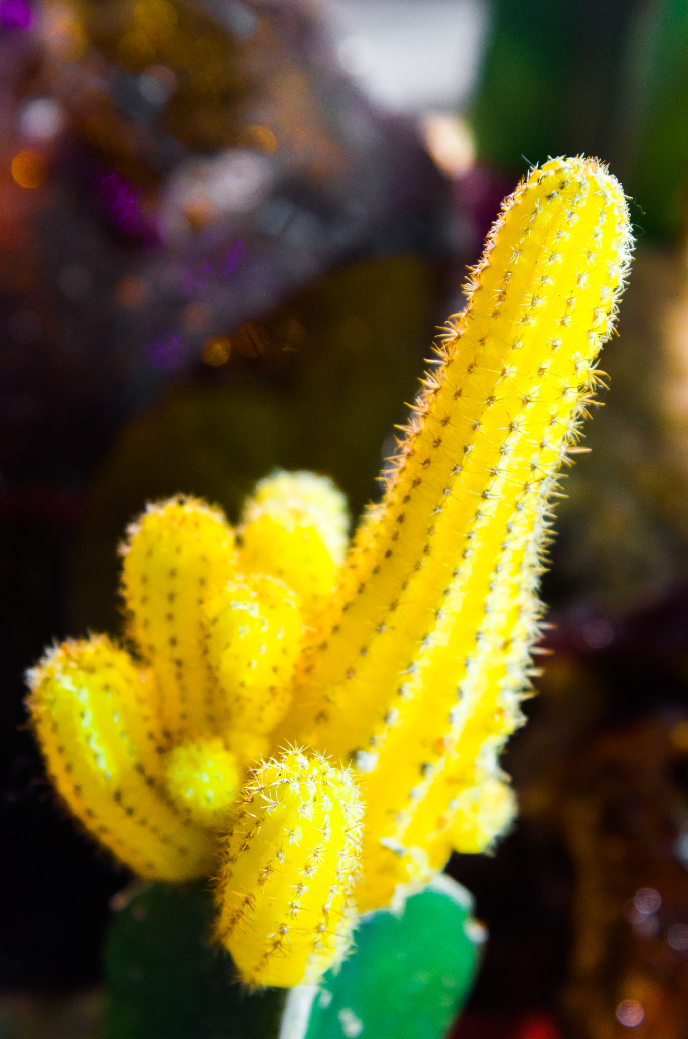 Nikon AF-S Nikkor 24-120mm F4G ED VR sample photo. Yellow cactus photography