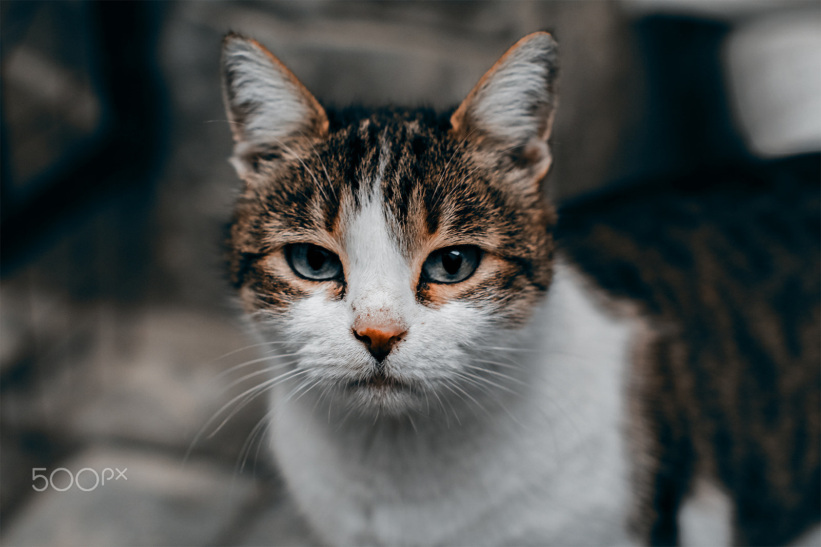 Sigma 50mm F1.4 EX DG HSM sample photo. ❤ photography