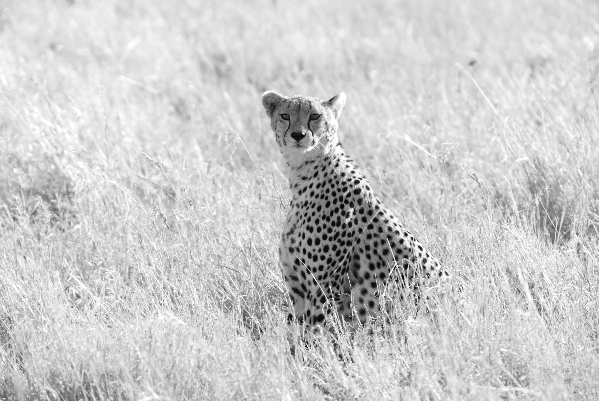 Sigma 50-500mm F4-6.3 EX APO RF HSM sample photo. Cheetah on the hunt photography