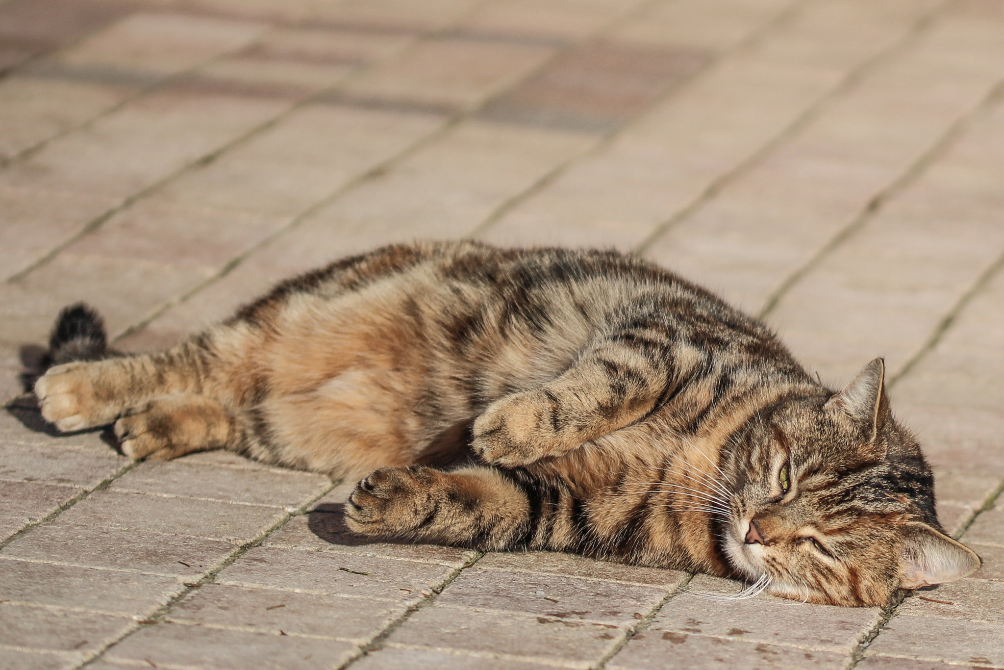 Sigma 105mm F2.8 EX DG OS HSM sample photo. Eclaire the cat 3 ! photography