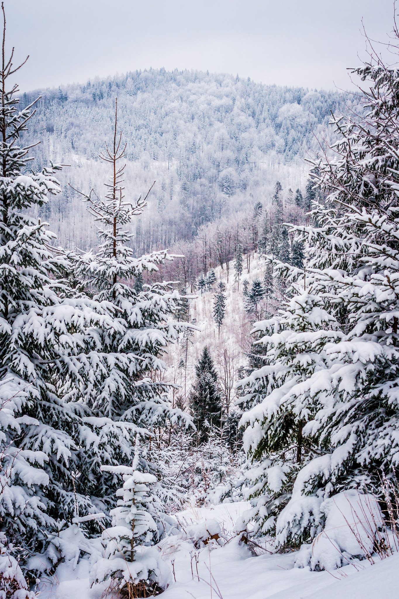 Sony Alpha DSLR-A700 + Sigma 18-200mm F3.5-6.3 DC sample photo. Winter forest photography