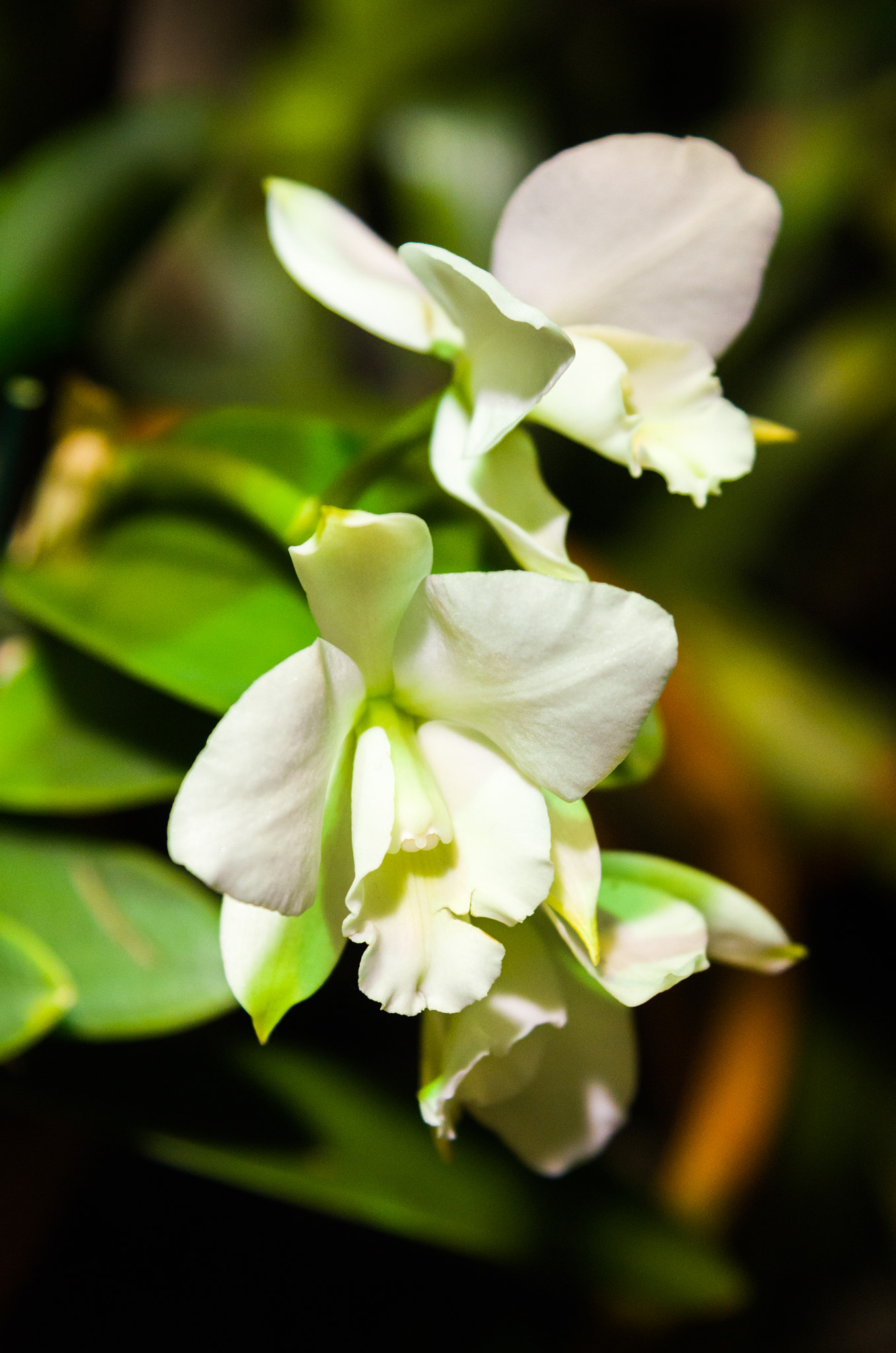 Nikon D7000 sample photo. White orchid photography