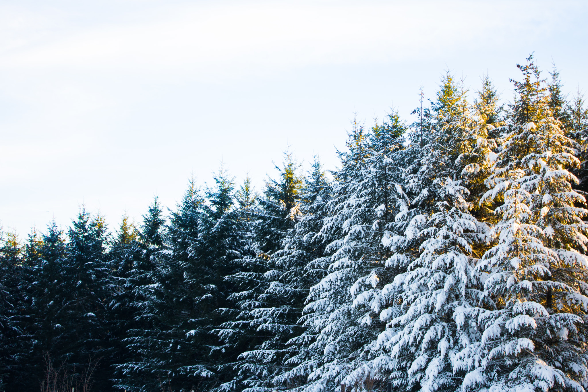 Canon EOS 750D (EOS Rebel T6i / EOS Kiss X8i) sample photo. Snow gradient photography