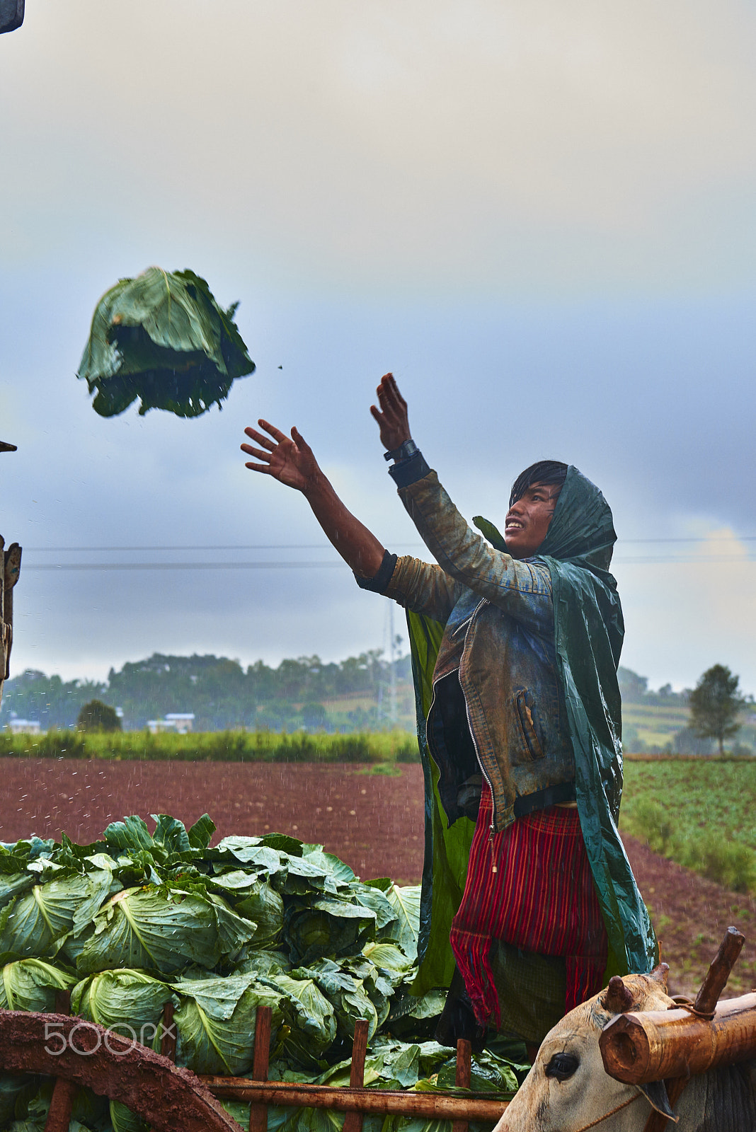 Nikon AF-S Nikkor 24-70mm F2.8G ED sample photo. Loading cabbages onto truck photography