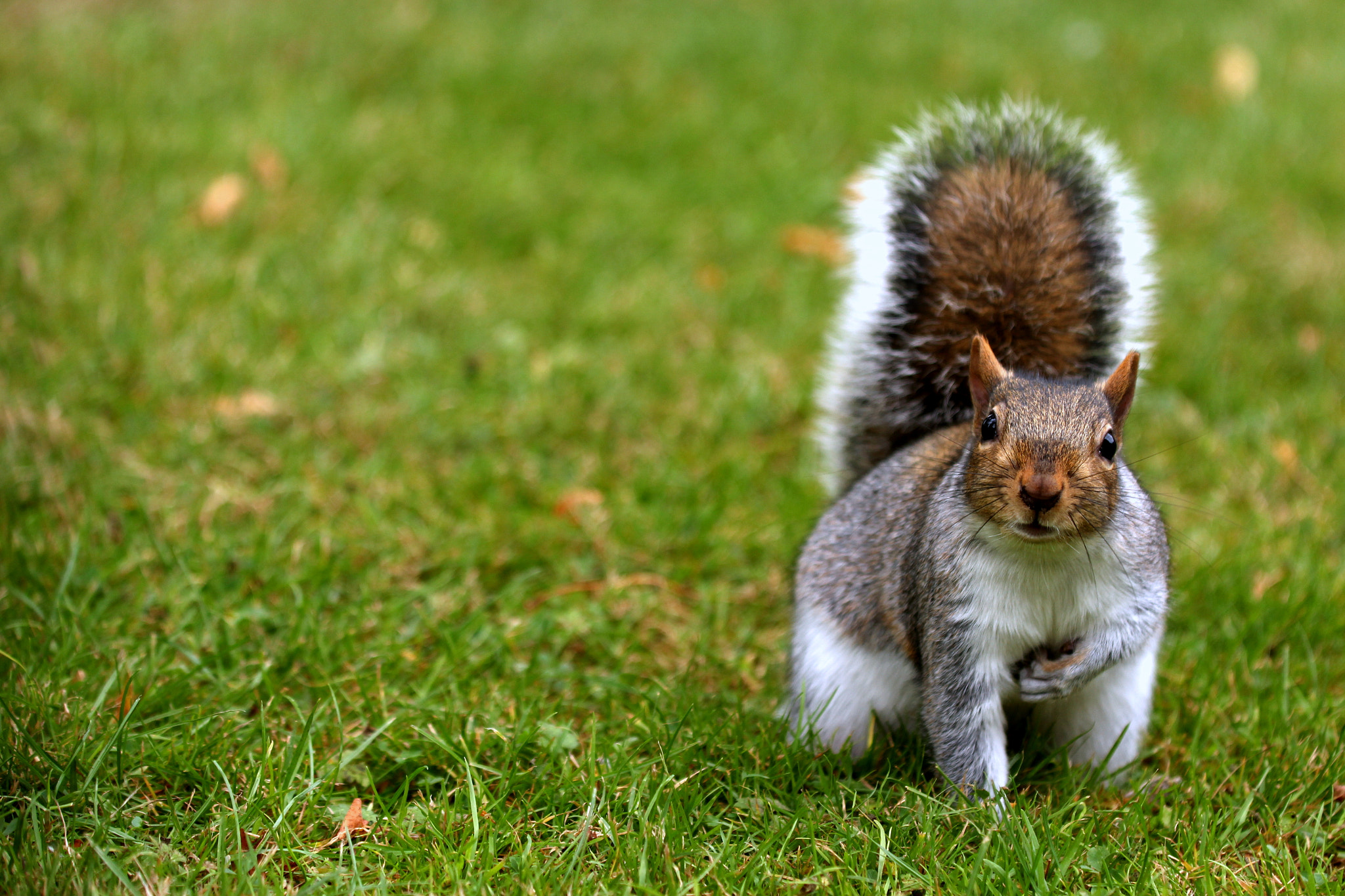 Canon EOS 700D (EOS Rebel T5i / EOS Kiss X7i) + Canon EF 70-200mm F4L IS USM sample photo. Hello little guy :) photography