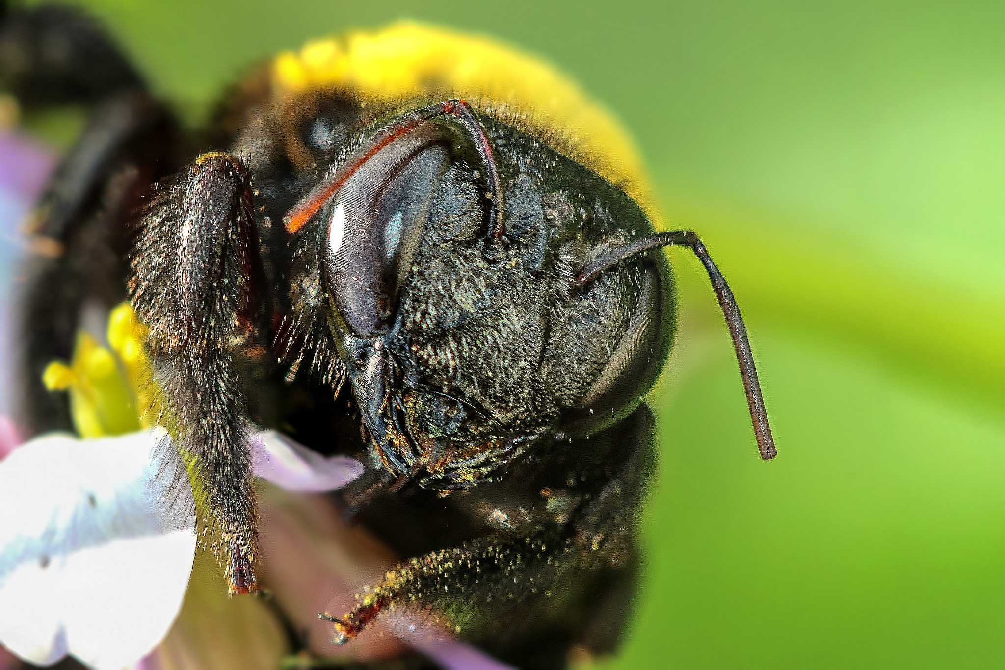 Canon EOS 600D (Rebel EOS T3i / EOS Kiss X5) + Canon EF 100mm F2.8 Macro USM sample photo. Honey bee. photography