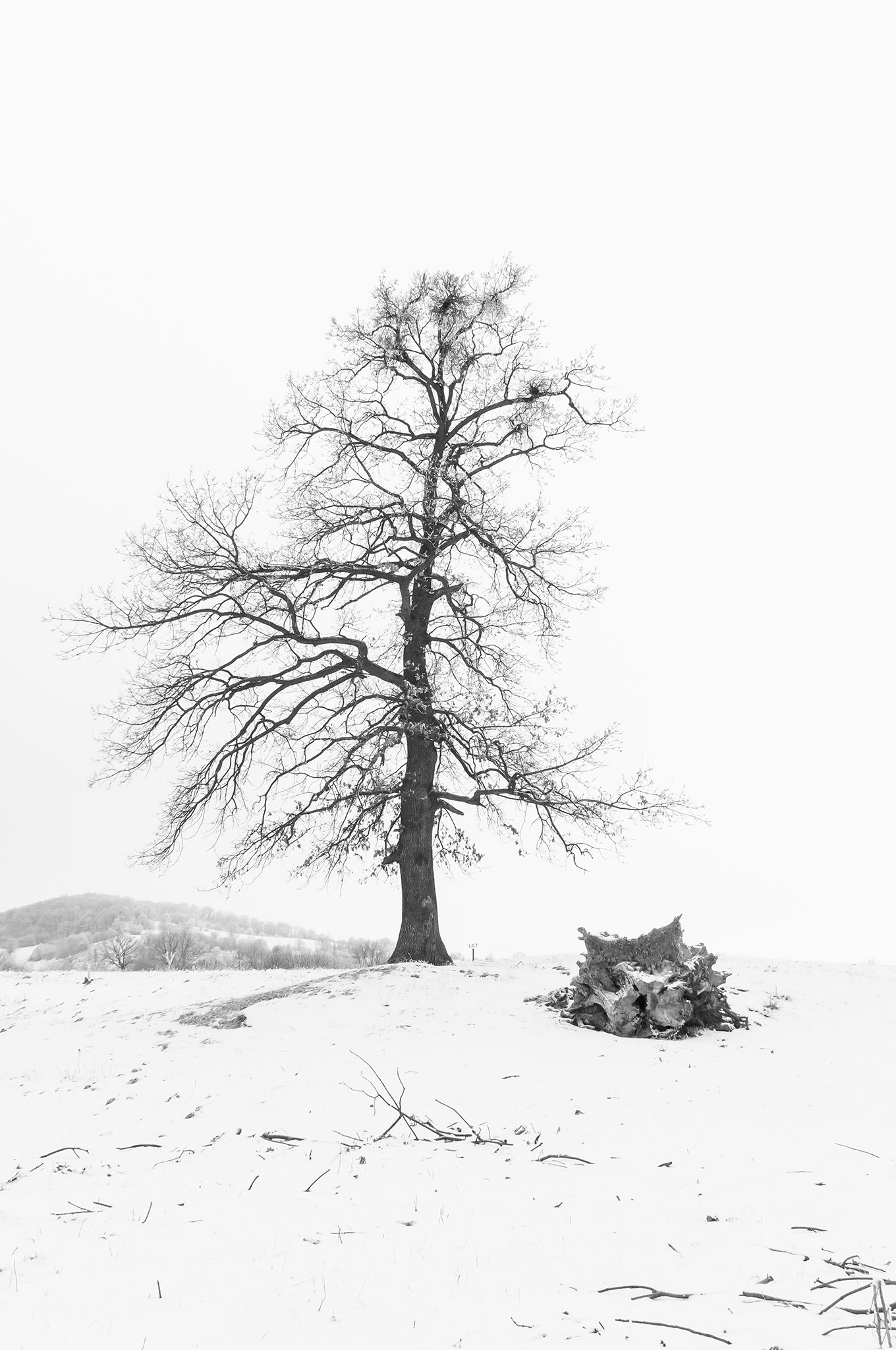 Nikon D300 + Sigma 18-50mm F2.8-4.5 DC OS HSM sample photo. Winter tree.jpg photography
