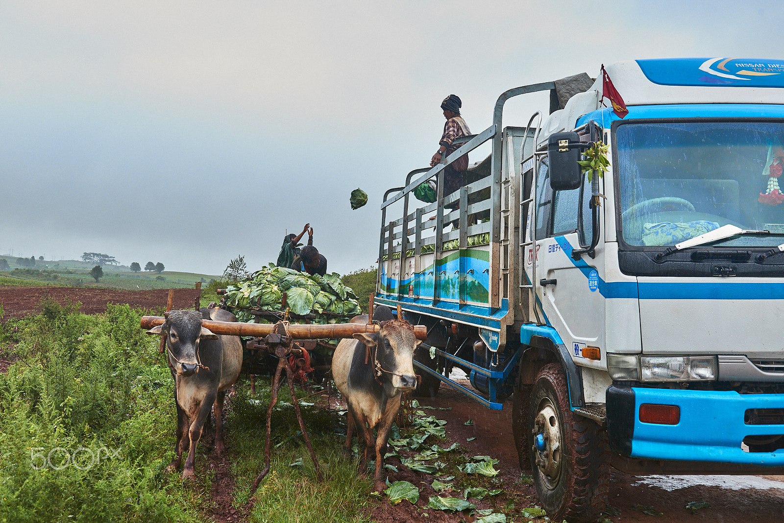 Nikon AF-S Nikkor 24-70mm F2.8G ED sample photo. Loading cabbages onto truck photography