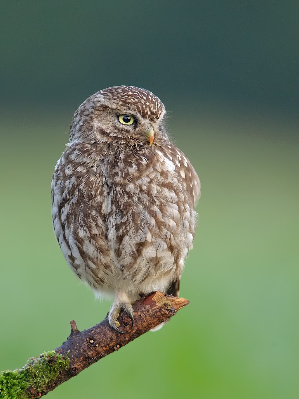 Canon EF 600mm F4L IS II USM sample photo. Little owl  photography