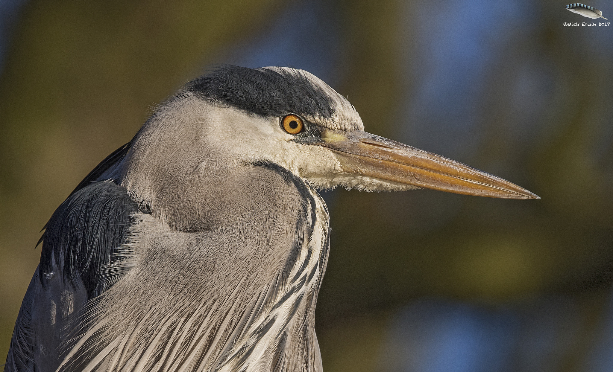 Nikon D810 sample photo. Grey heron photography