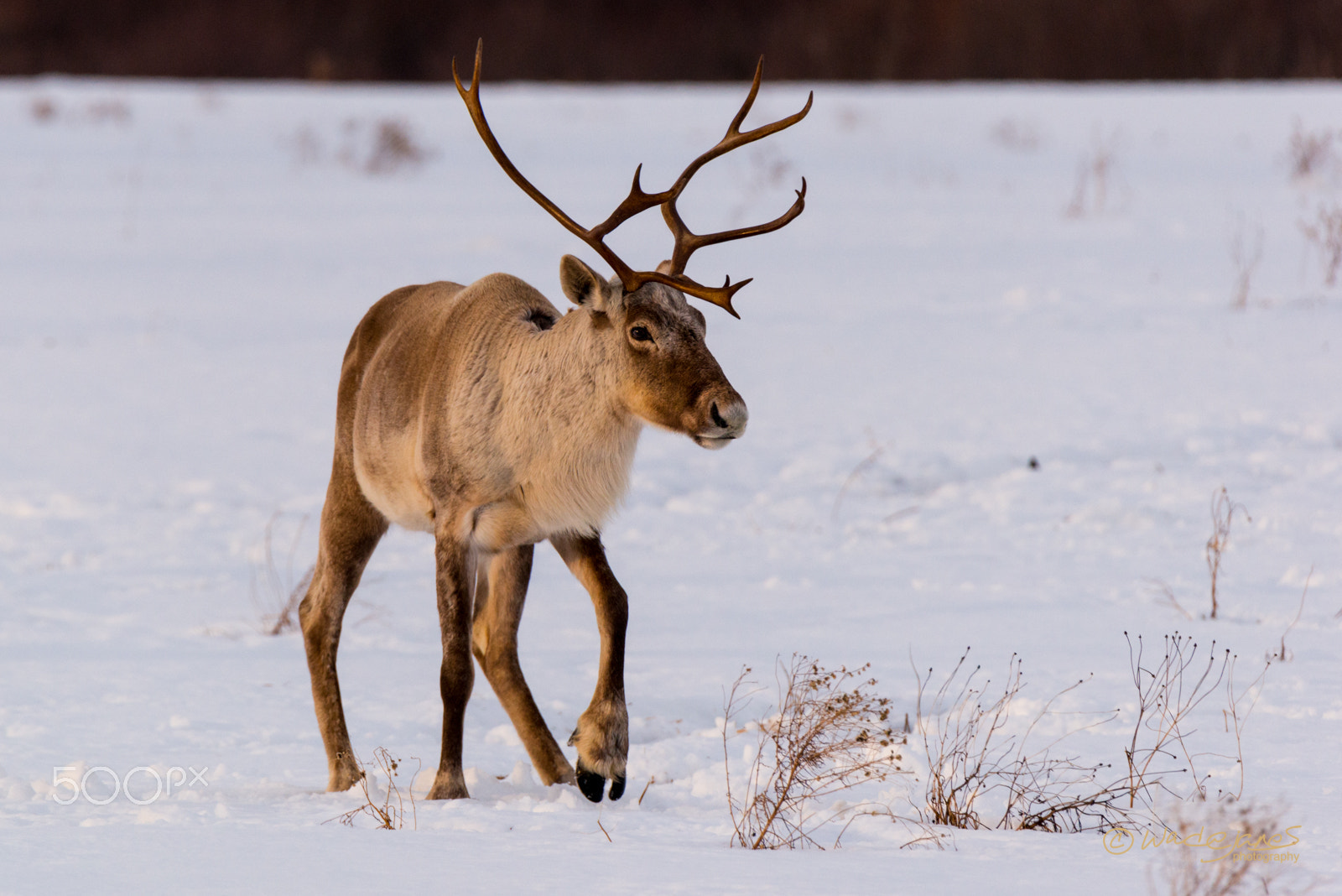 Nikon D800 sample photo. Caribou photography
