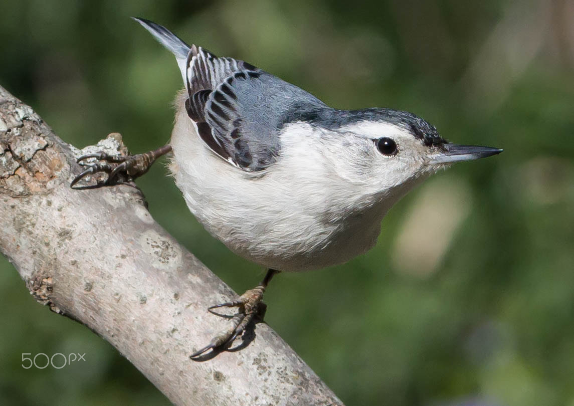 Pentax K-3 II sample photo. White-breasted nuthatch photography
