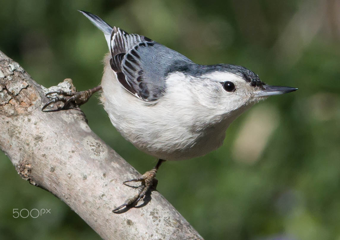 Pentax K-3 II + Sigma 120-400mm F4.5-5.6 DG OS HSM sample photo. White-breasted nuthatch photography