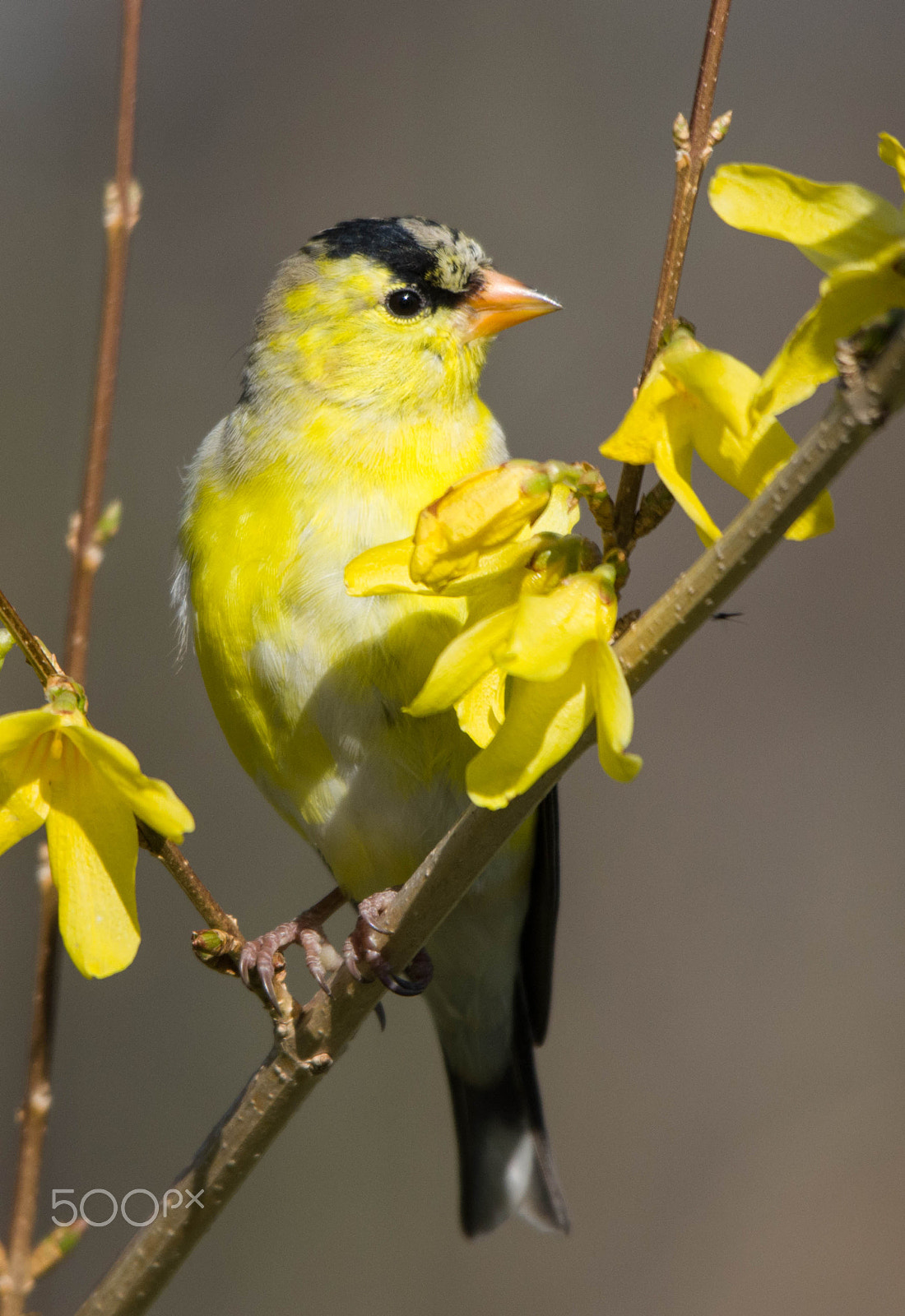 Pentax K-3 II + Sigma 120-400mm F4.5-5.6 DG OS HSM sample photo. Gold finch photography