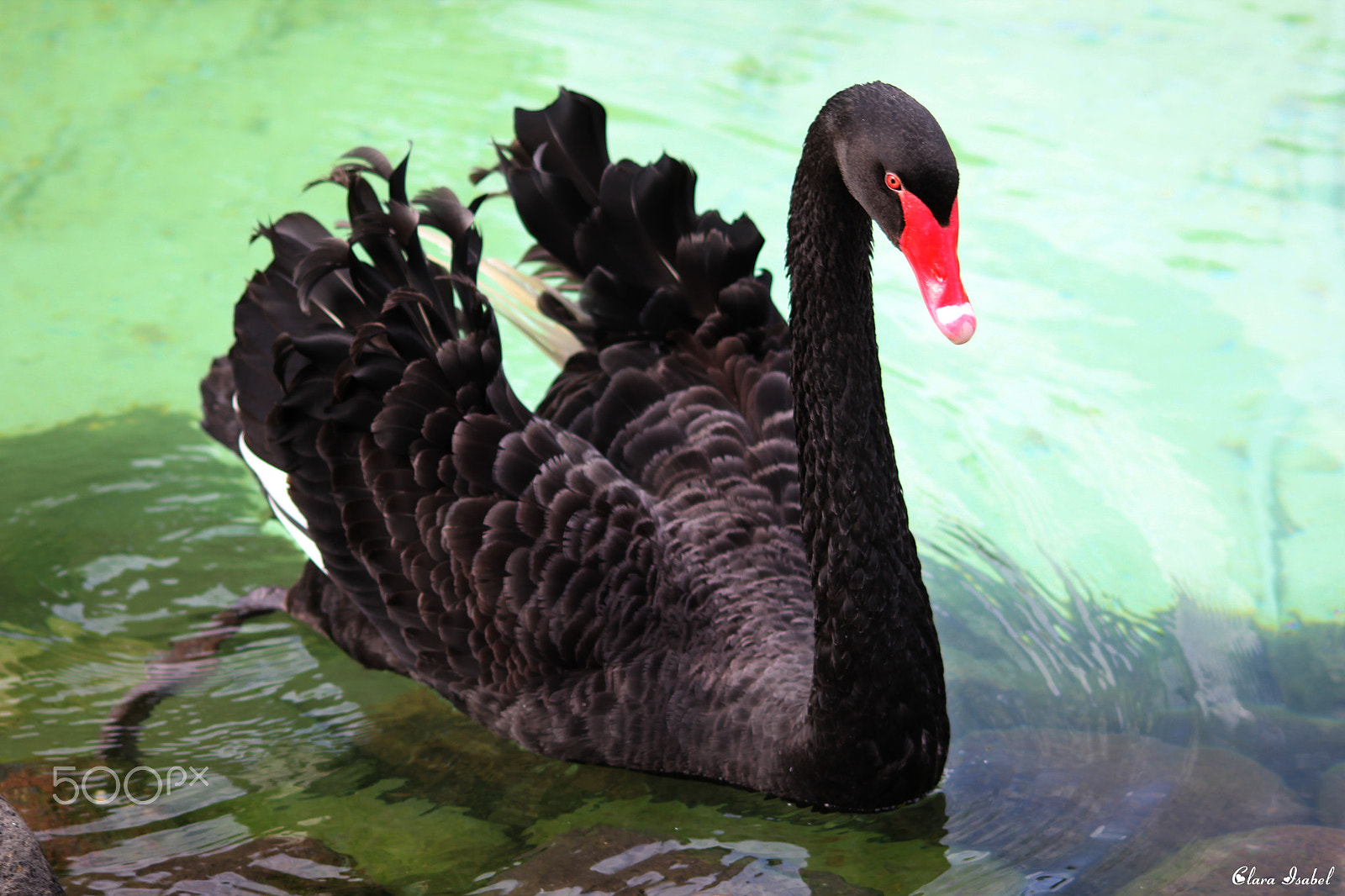 Canon EOS 1200D (EOS Rebel T5 / EOS Kiss X70 / EOS Hi) sample photo. Cisne negro... photography