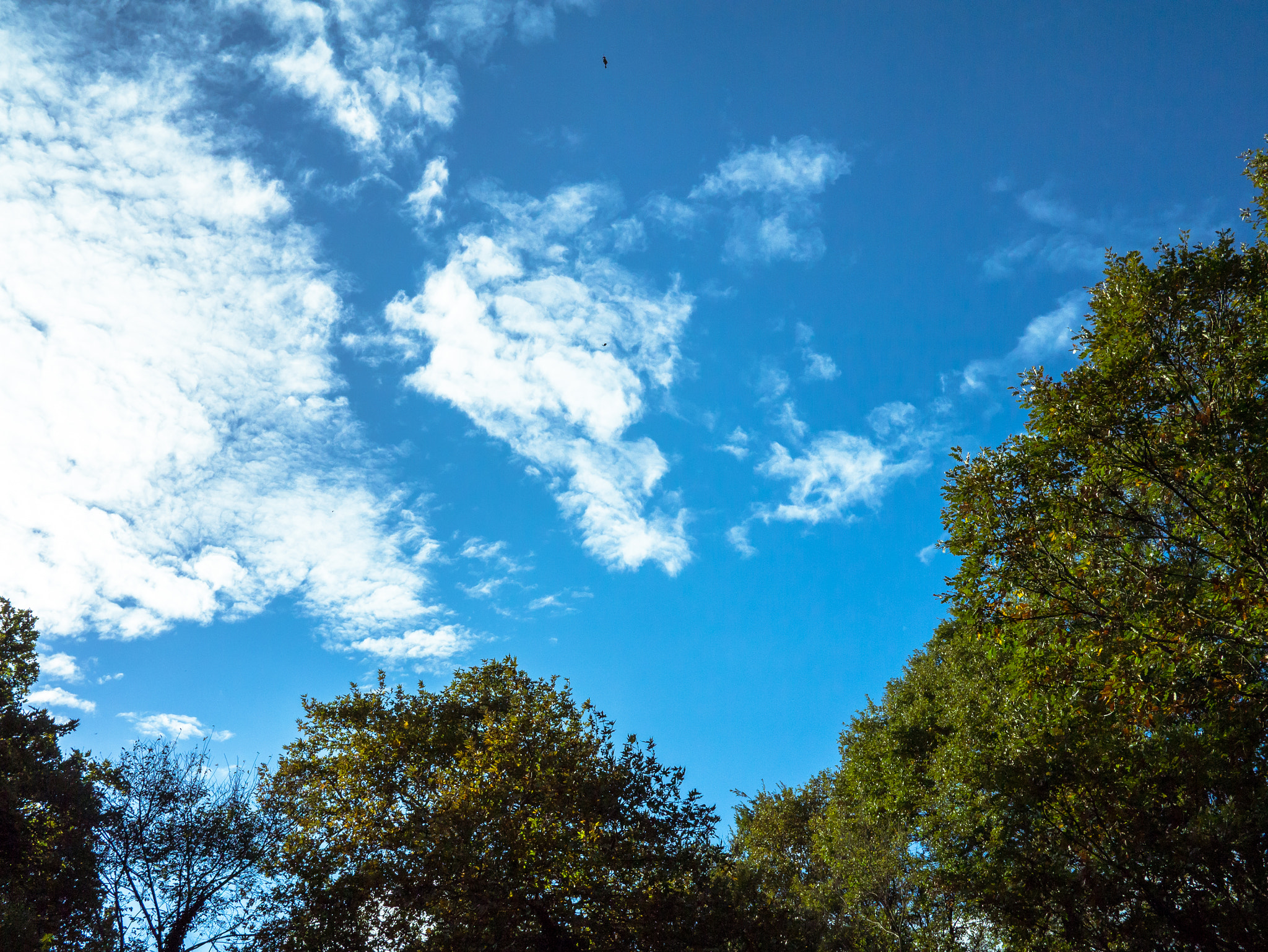 Panasonic Lumix DMC-G3 + LUMIX G 20/F1.7 II sample photo. Blue skies, white clouds photography