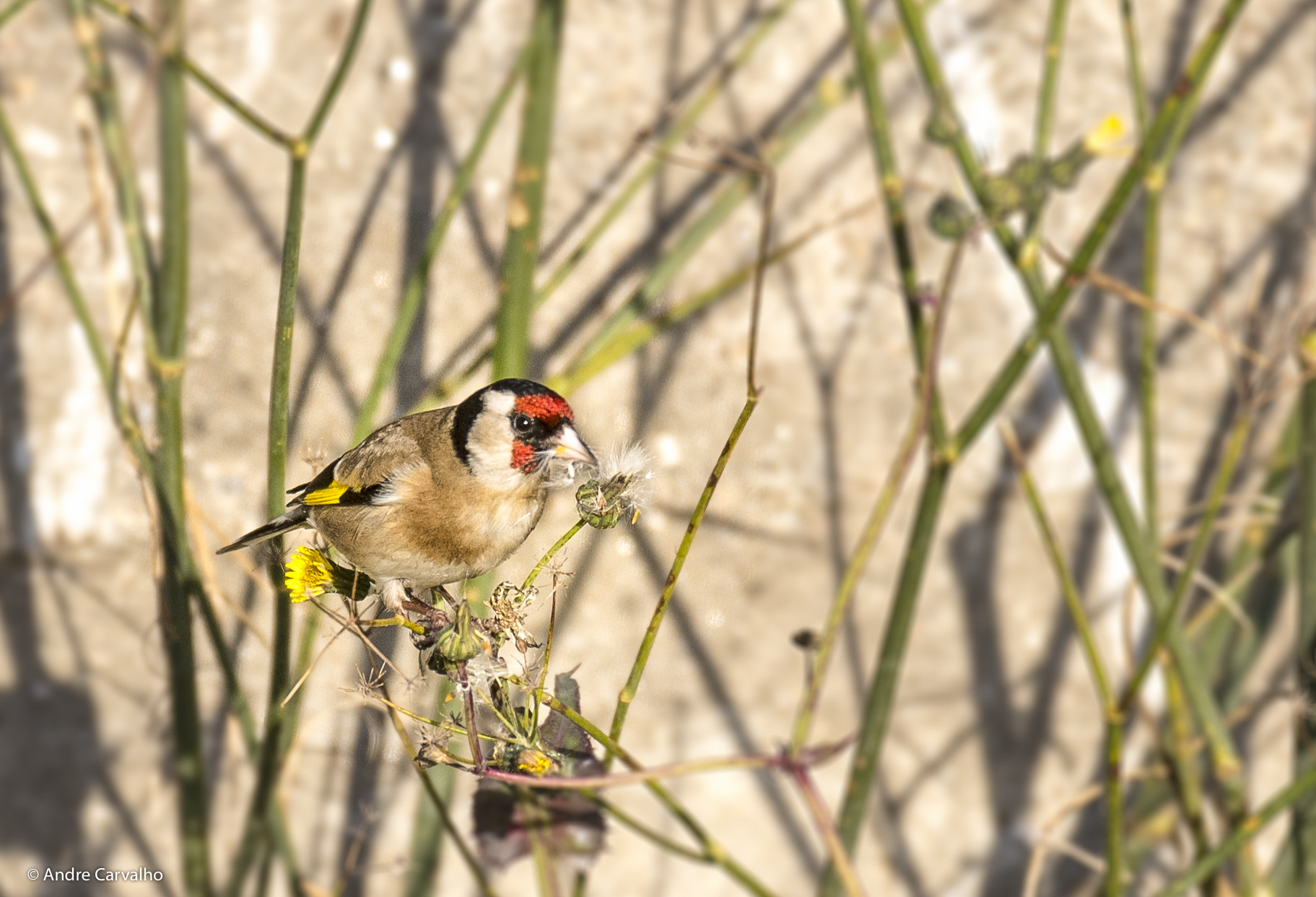 Nikon D500 sample photo. Pintassilgo carduelis carduelis photography