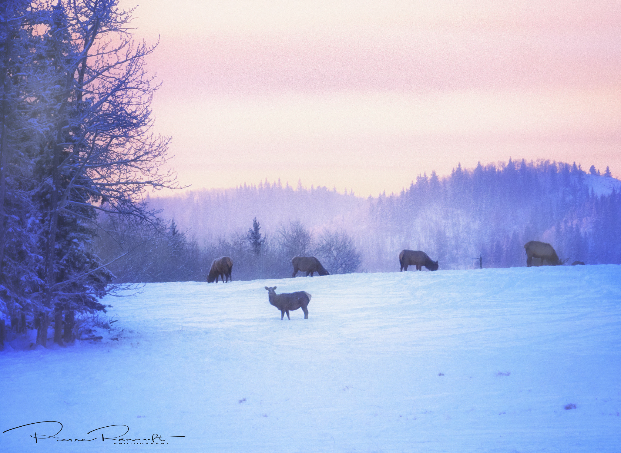 Panasonic Lumix DMC-GH4 + LEICA DG 100-400/F4.0-6.3 sample photo. Elk photography