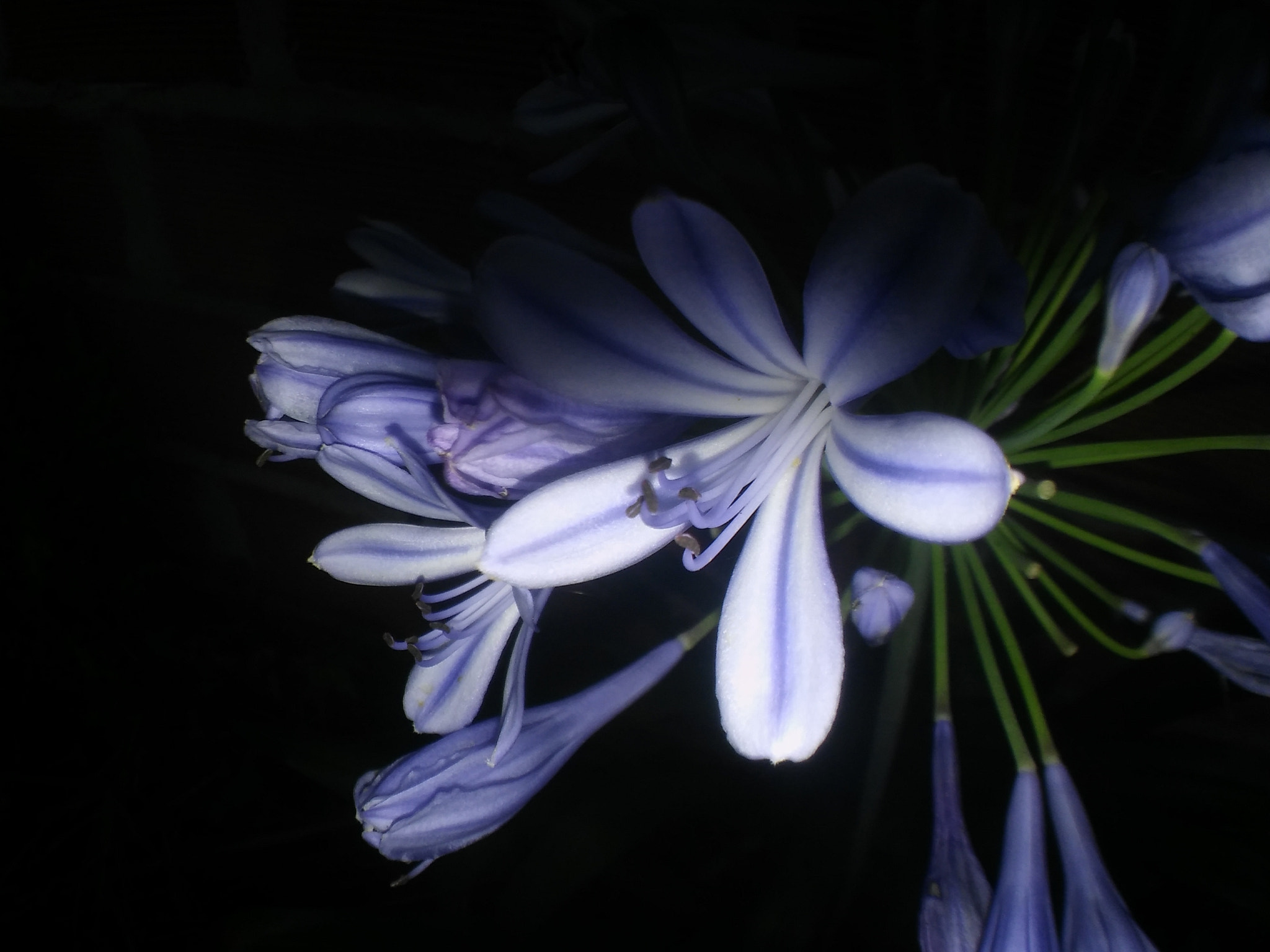 LG SPIRIT LTE sample photo.  flower and dark photography