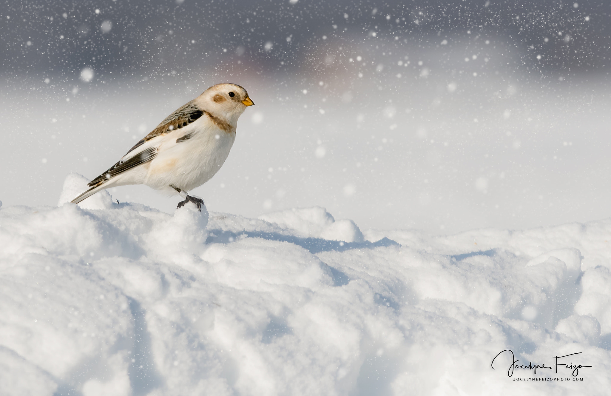 Nikon D750 + Nikon AF-S Nikkor 300mm F4D ED-IF sample photo. Snow bunting in snow photography