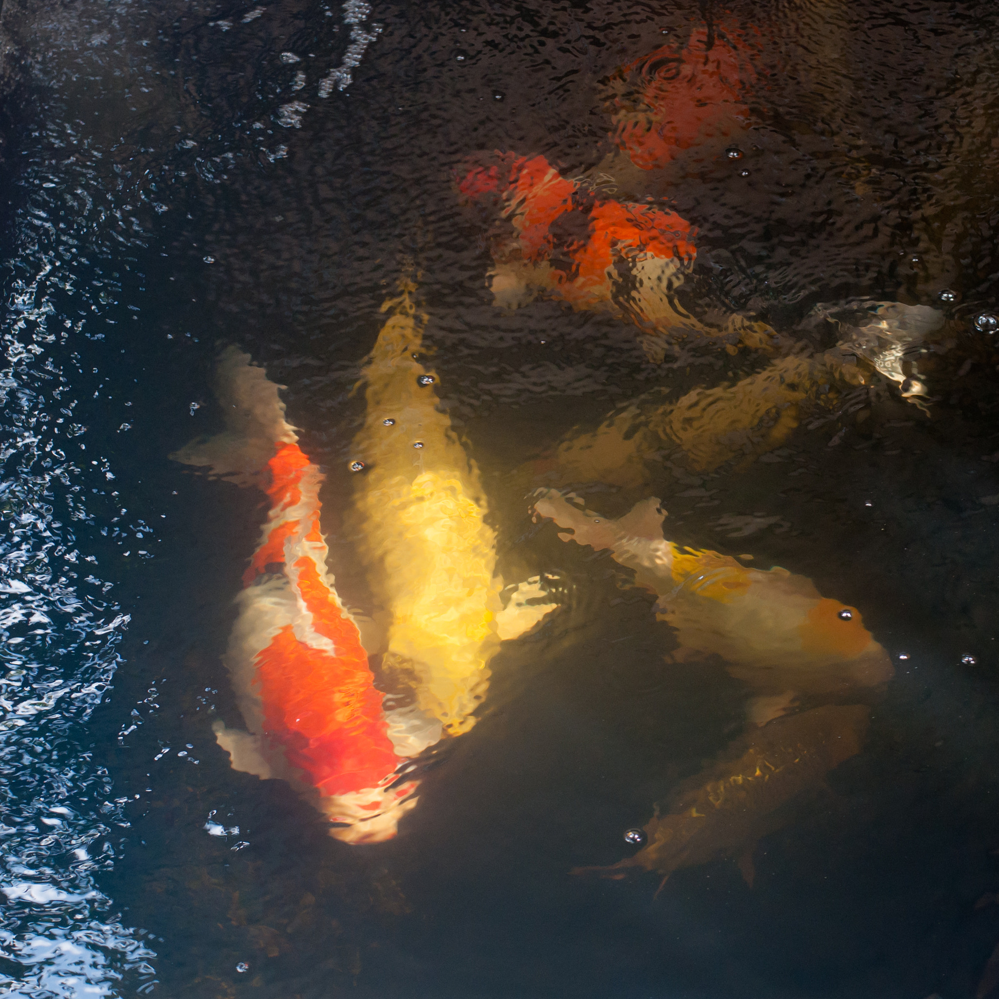 Nikon D90 + Nikon AF Nikkor 50mm F1.4D sample photo. Koi sunny day photography