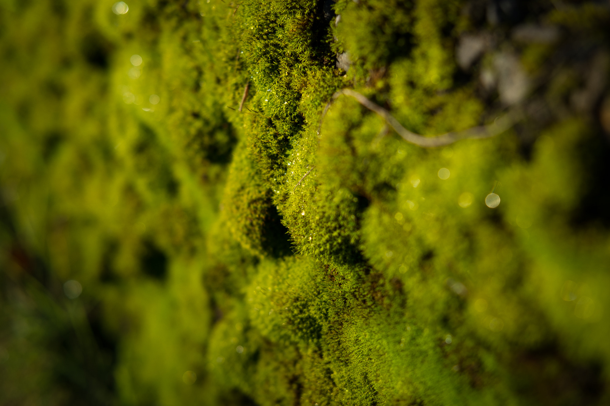 Fujifilm X-Pro1 sample photo. Morning dew photography