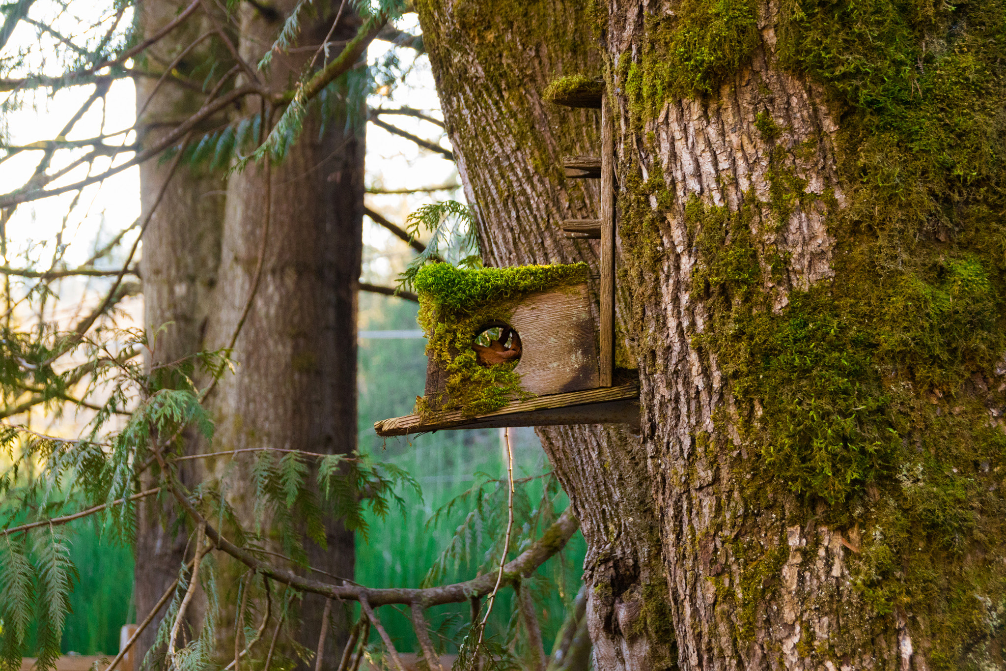 Sigma 18-250mm F3.5-6.3 DC OS HSM sample photo. Empty bird house photography