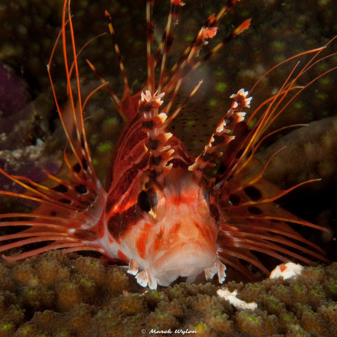 Nikon AF-S Micro-Nikkor 60mm F2.8G ED sample photo. Zebra lionfish | raja ampat | 2009.11.26 photography