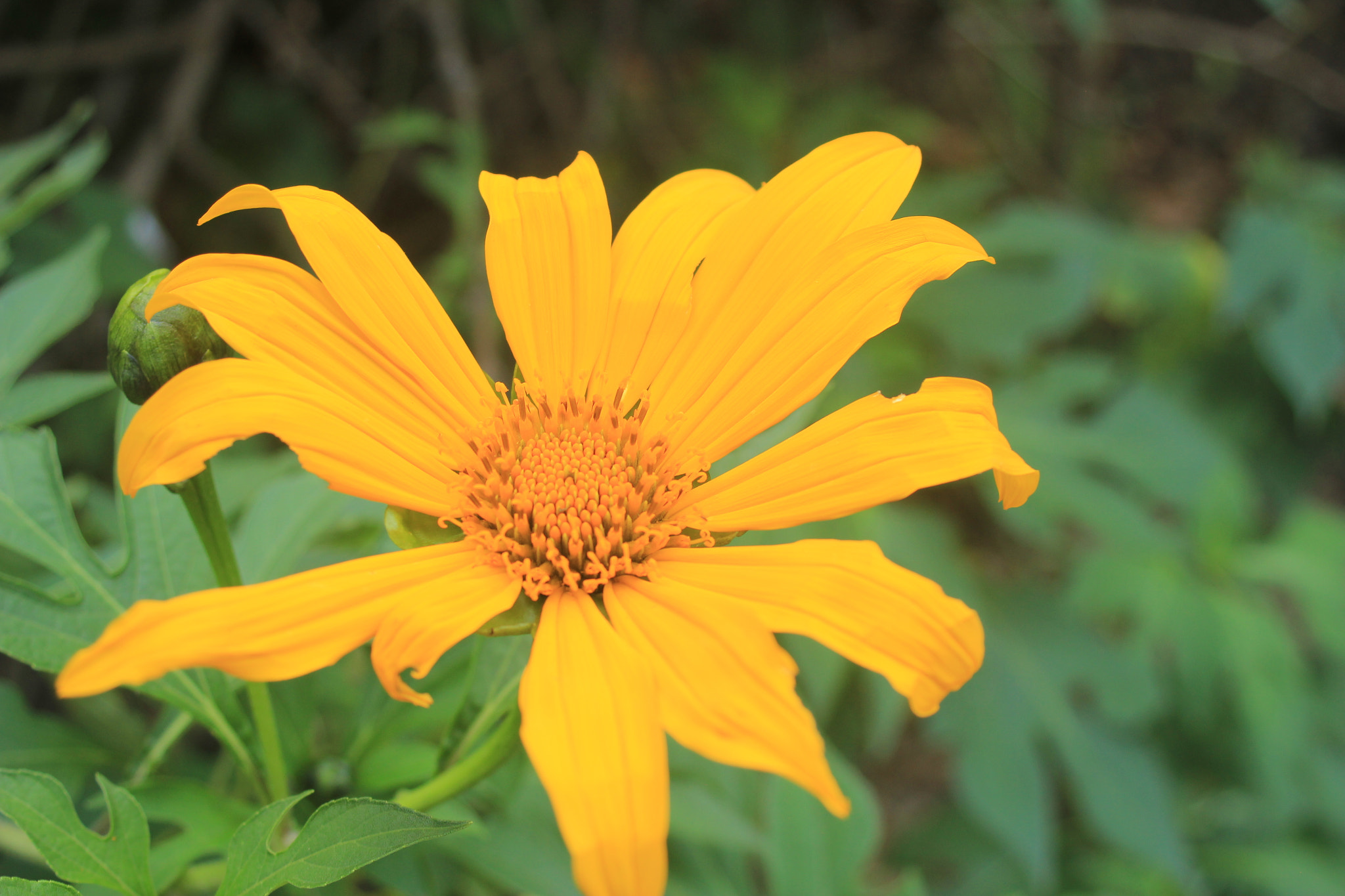 Canon EF 28-80mm f/3.5-5.6 sample photo. Flor amarilla. photography