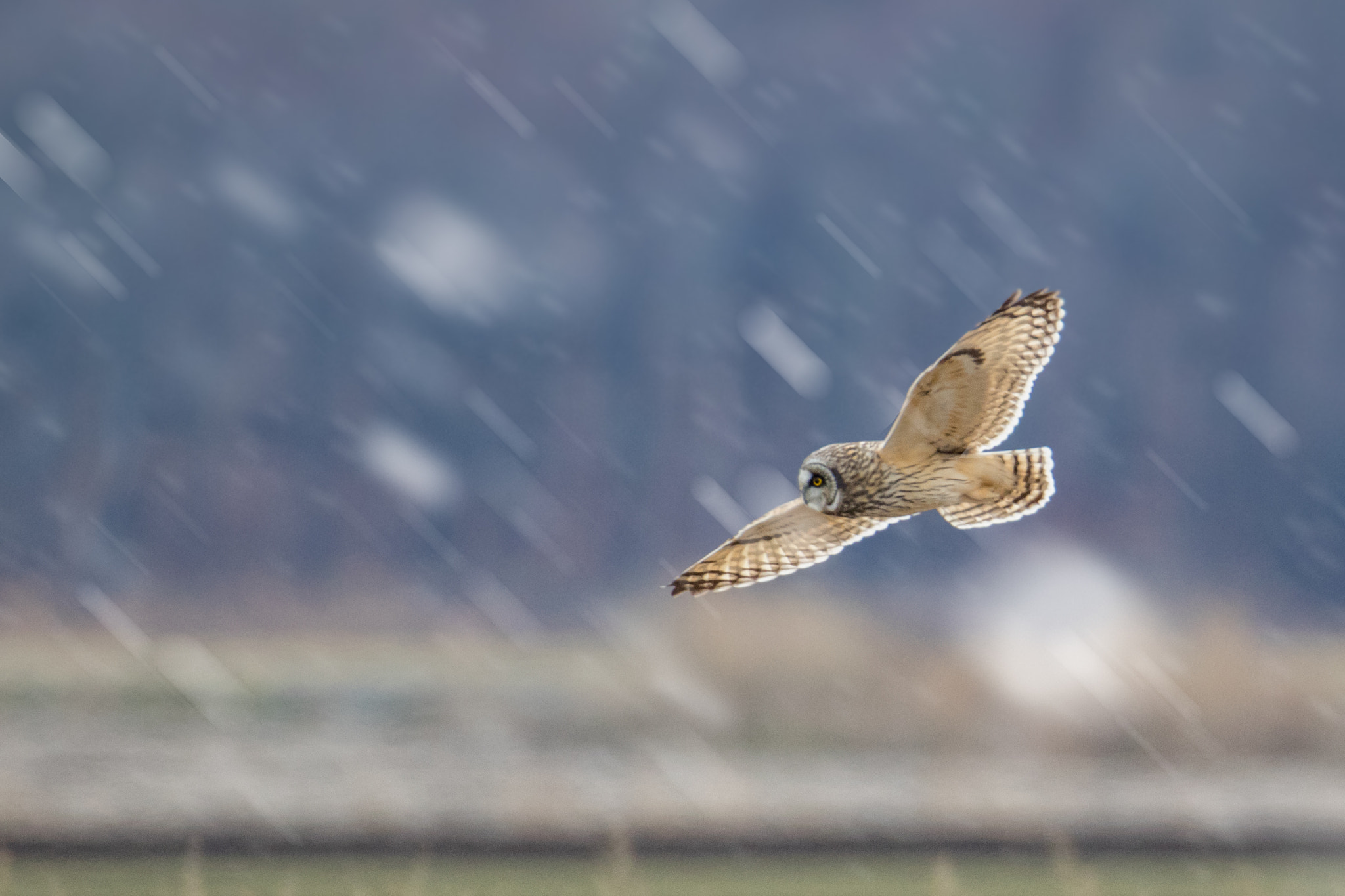 Short Eared Owl