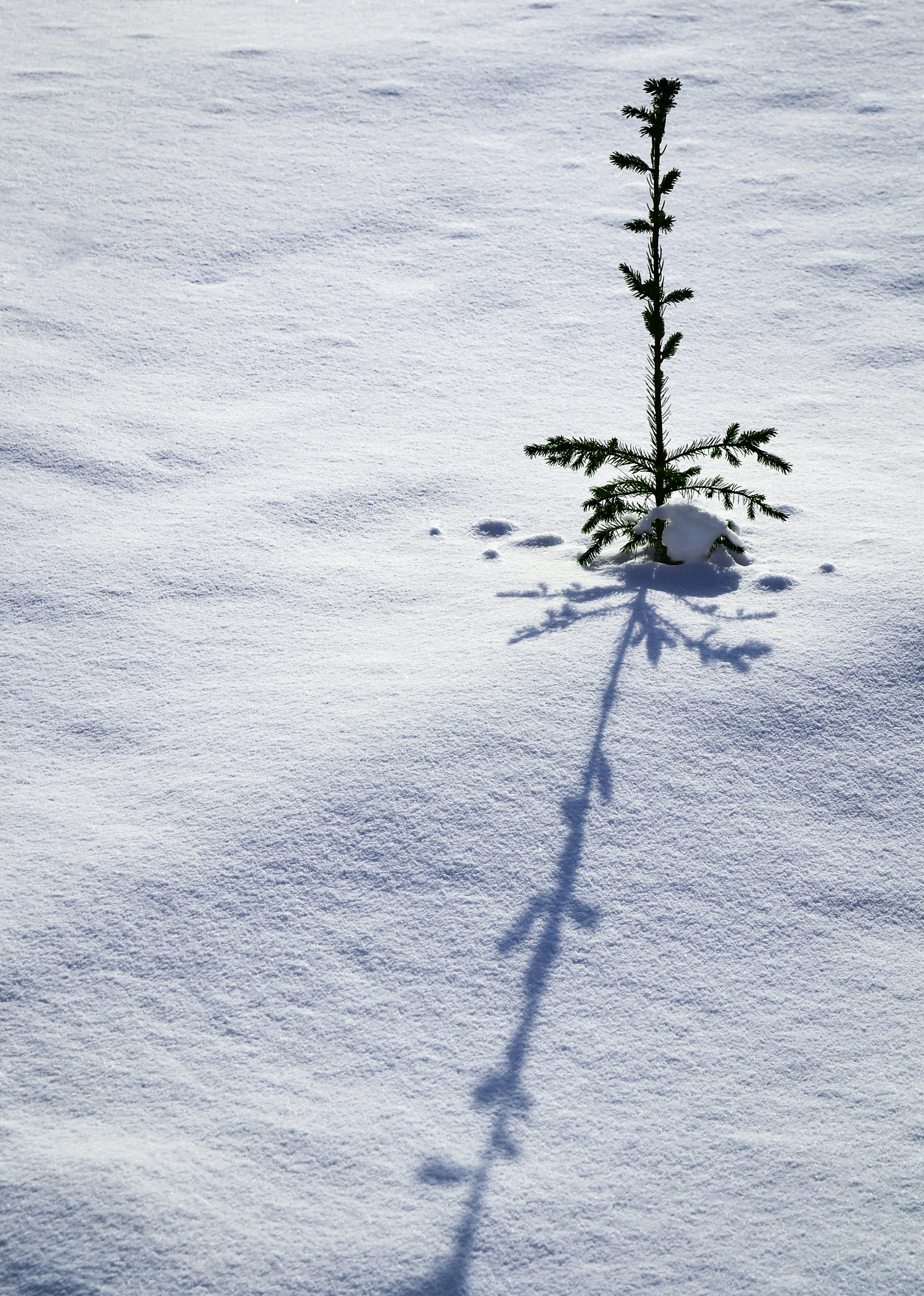 Nikon D3100 + Nikon AF-S DX Nikkor 16-85mm F3.5-5.6G ED VR sample photo. Small tree with long shadow on snow photography