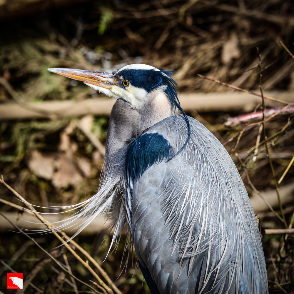Sigma 150-600mm F5-6.3 DG OS HSM | C sample photo. Delta ponds eugene photography