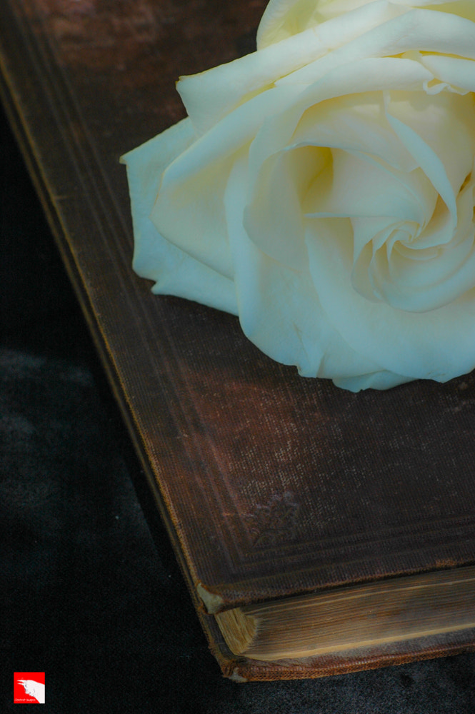 Nikon D70 sample photo. Sitka photography